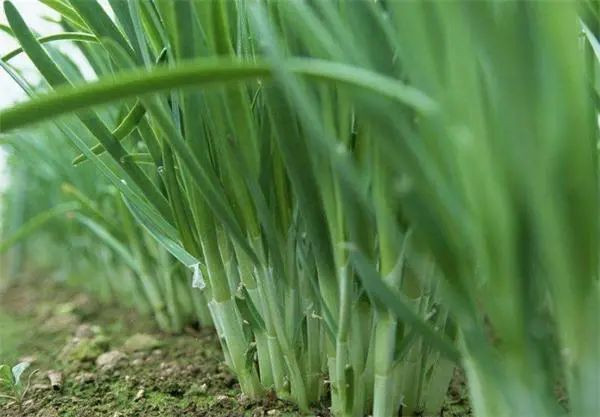 野生沙葱味道怎么样,沙葱为啥有苦味