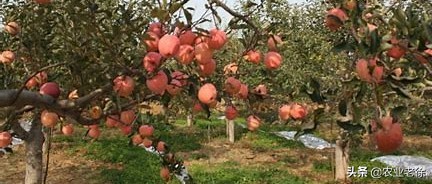 苹果树黄叶病是什么原因造成的？怎样防治苹果树黄叶病？