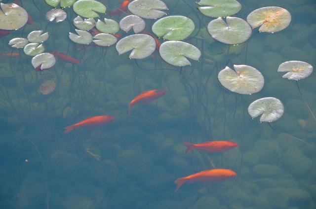 苏州博物馆贝聿铭设计,苏州博物馆和贝聿铭博物馆