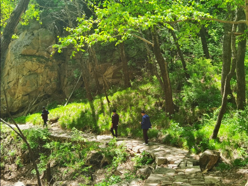 驼梁七月草原美，金莲妖娆入画里/郝贵云