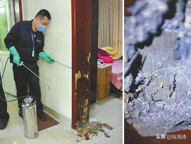 堆砂白蚁分类,白蚁的基本防治方法有哪些