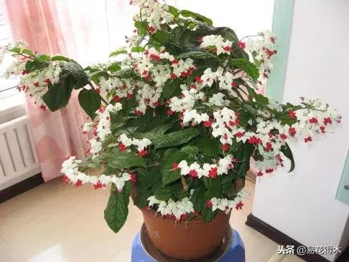 盆栽植物落叶是怎么回事,盆栽植物出现黄叶怎么处理