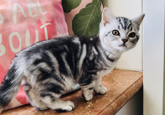 猫咪乱拉乱尿要去绝育吗,猫咪报复你的几个表现