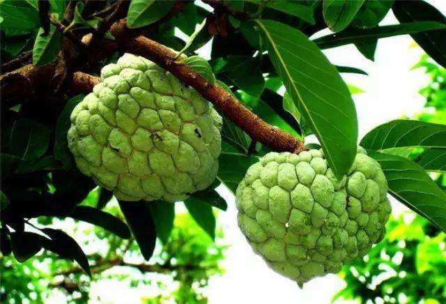 澶х洰鐑甫閲婅喀鏋滅暘鑽旀灊,鐣崝鏋濆拰鑽旀灊鏄竴鏍锋按鏋滃悧