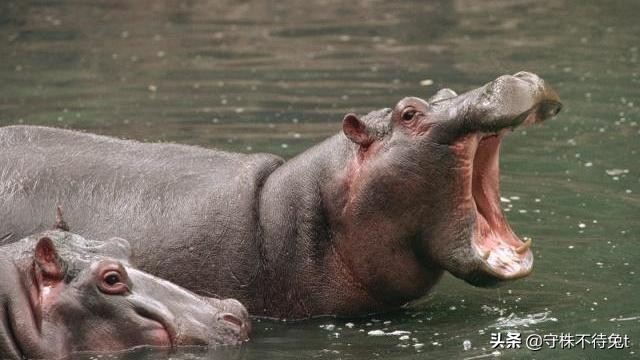 叫醒梦游的人有多可怕,10个冷知识