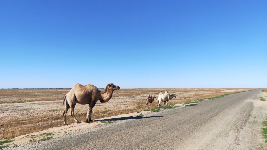 内蒙人嗓音为什么这么浑厚,内蒙人的温柔