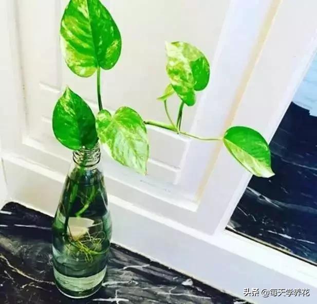 水培绿萝黄叶怎么治疗让它变绿,水培绿萝不长还黄叶什么原因