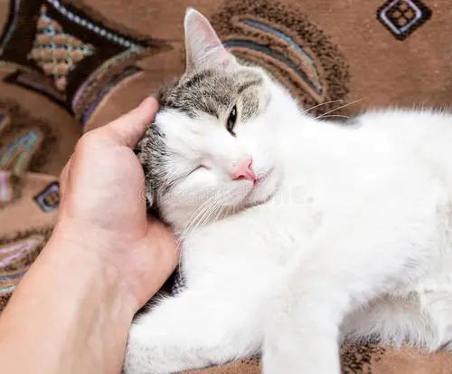 养猫的七条禁忌,养猫攻略之猫咪乱尿