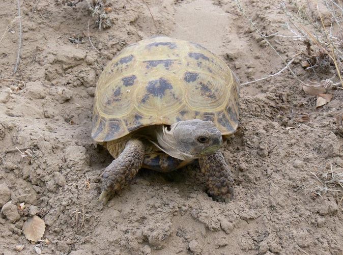 世界陆龟图鉴,世界稀有物种陆龟