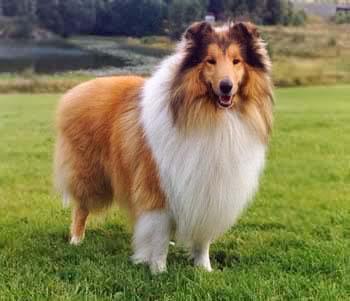 世界上一百种狗的图片,世界十种名贵狗