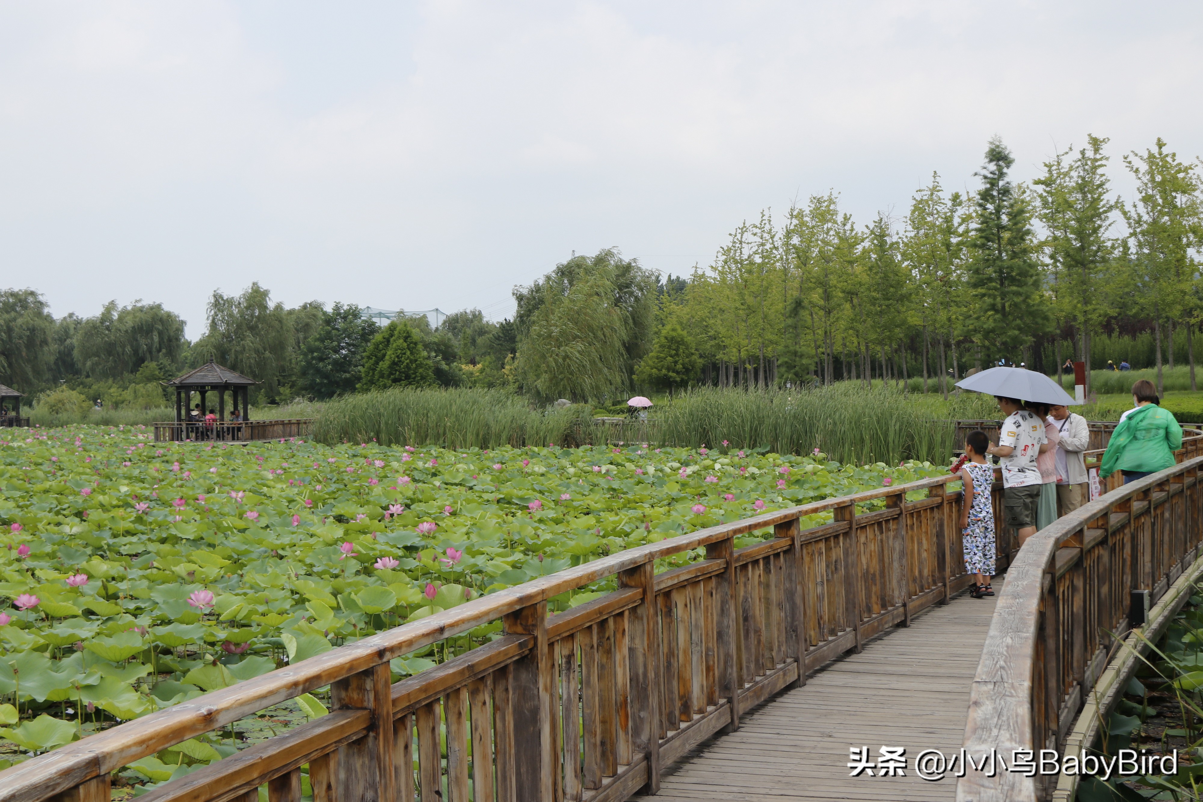 威海羊亭湿地公园,大美河畔