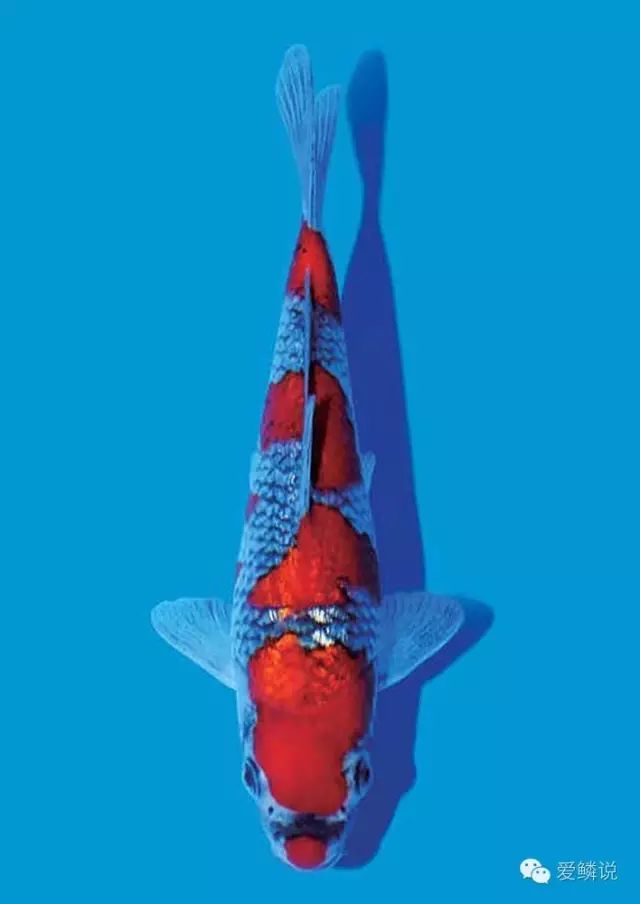 锦鲤碰了受伤了怎么治疗,锦鲤外伤要不要下盐