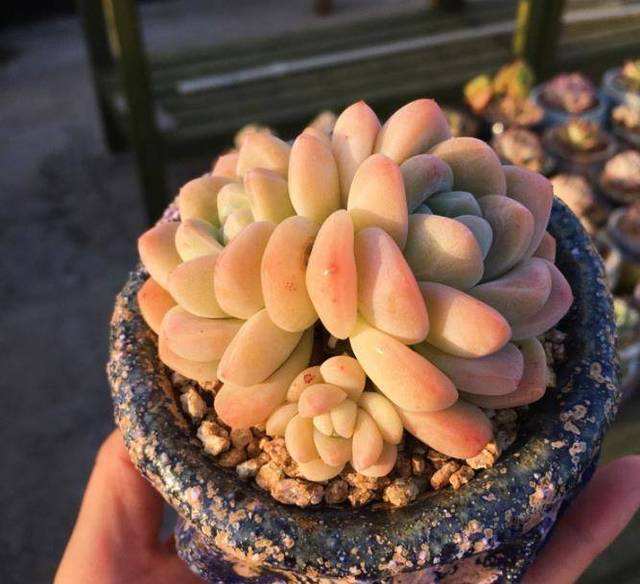 花盆里有红蜘蛛怎么处理,花盆土里有红蜘蛛怎么消灭最彻底