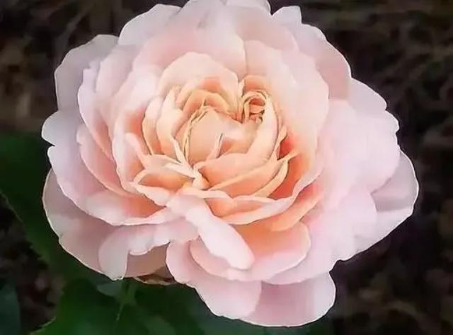 那些花上亿买豪宅的都是什么人,北京值得买的一套房