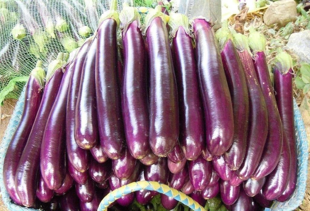 茄子是线茄还是圆茄 (茄子圆茄长茄区别)