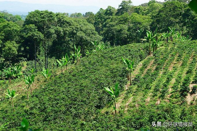 圭亚那有多少人口,法属圭亚那人口为什么那么少