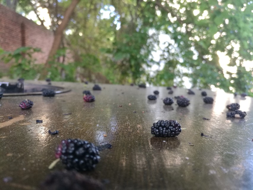 桑树全身都是宝的实例,桑树全身都是药