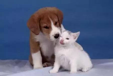 朋友的不同表达,朋友的不同语言表达