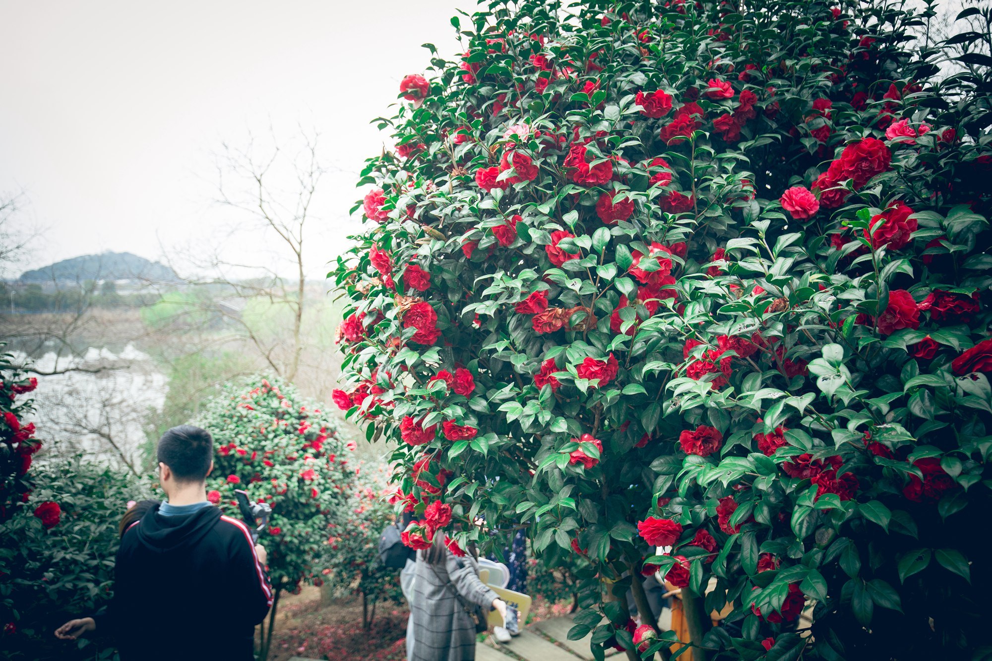 今日春分,武汉这时候不仅有樱花,这里的花随风一吹人都酥了