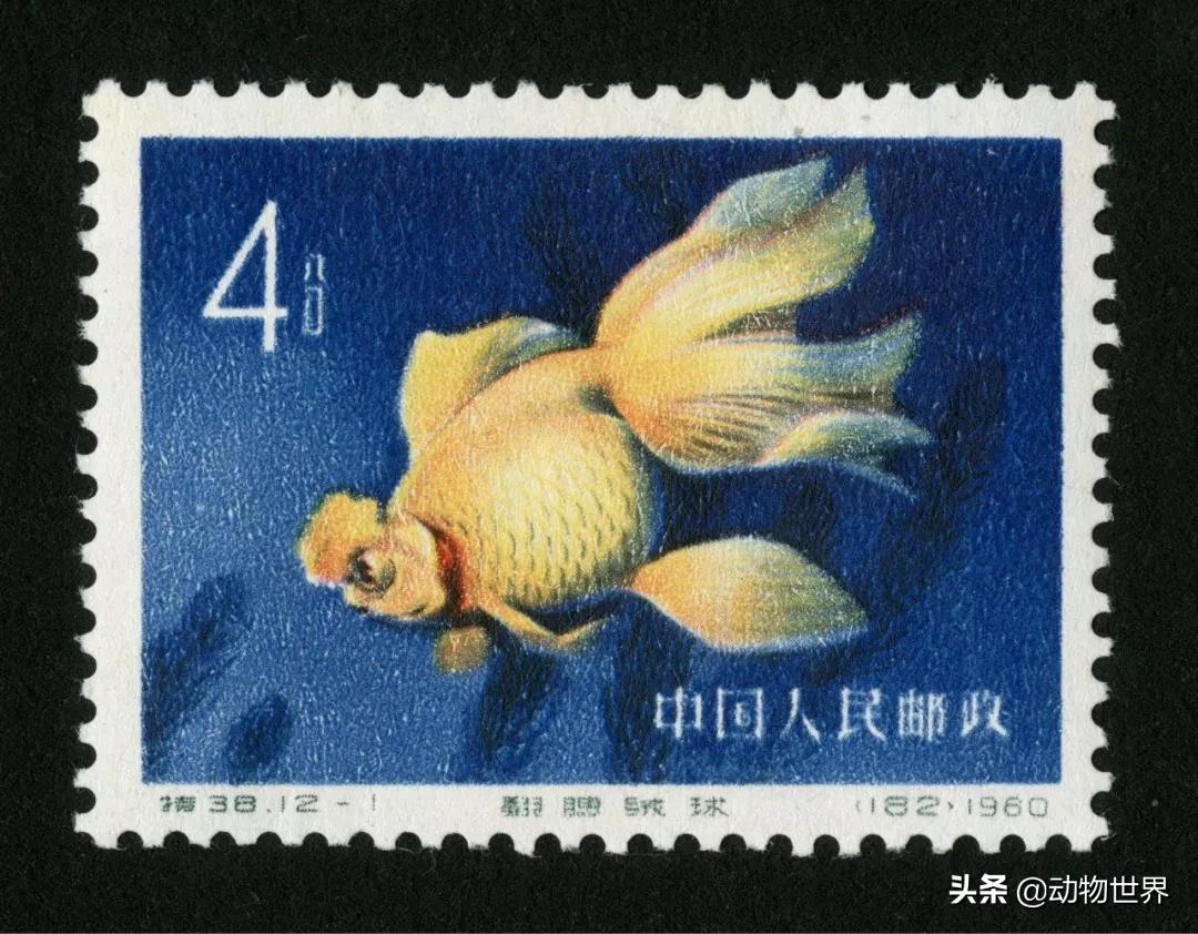 金鱼大图鉴详解,金鱼大图鉴2