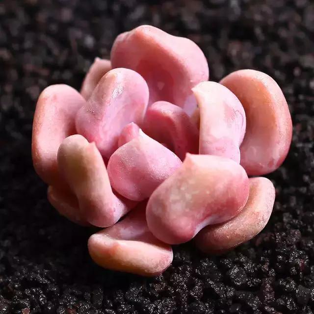 推荐轻松玩转100种常见多肉植物,700种多肉植物图鉴pdf百度云