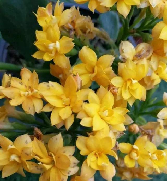 单瓣长寿花品种大全图,长寿花单瓣最好看的品种