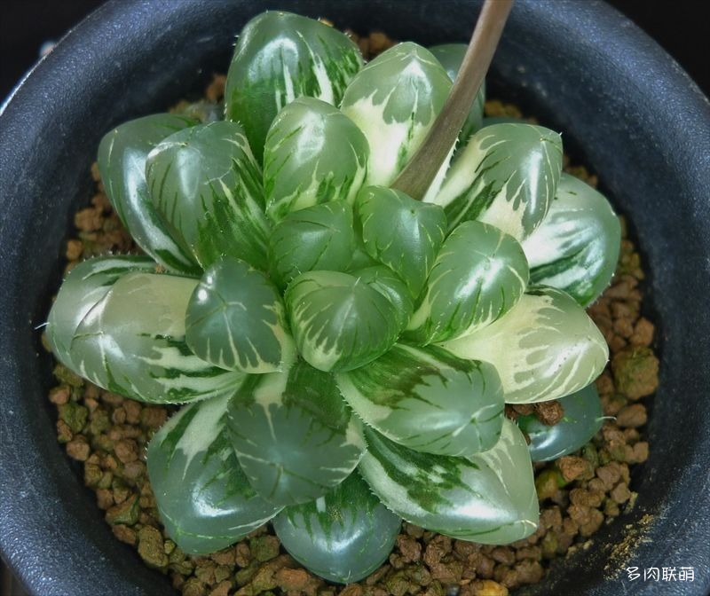 多肉玉露寿的品种图鉴,多肉植物欣赏