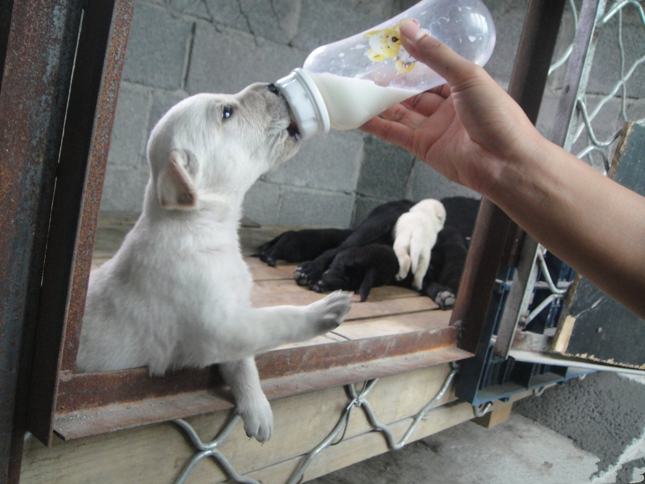 狗狗可以喝只有生牛乳的牛奶吗,幼狗狗可以喝脱脂牛奶吗