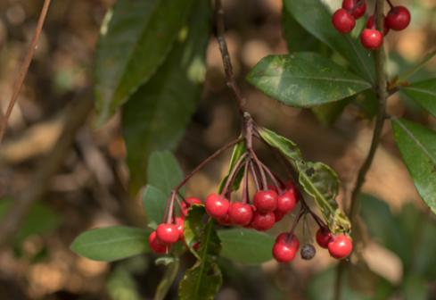 深圳首条手作“原始登山道”，人少好爬景色超美…过年去哪不用愁