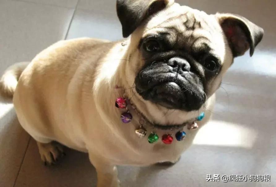 战斗力最强的土狗是什么品种,这40种土狗其实都是超酷的品种犬