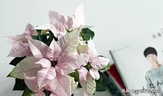 打翻了调色盘的花,打翻了调色盘的美景