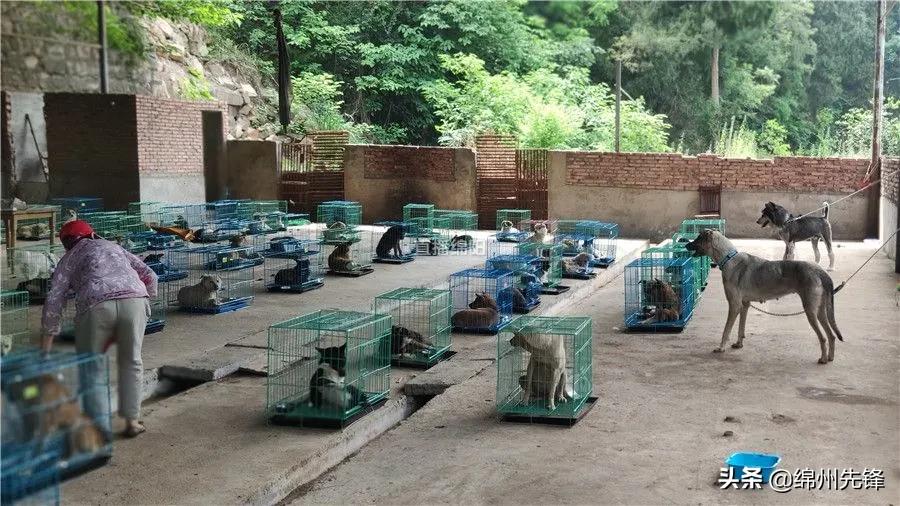 被救下的111条狗狗,一只金毛流浪狗被解救过程