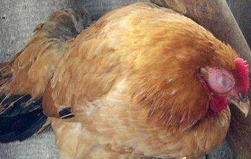 病毒感冒引起的皮疹怎么处理,病毒感染脸肿怎么回事