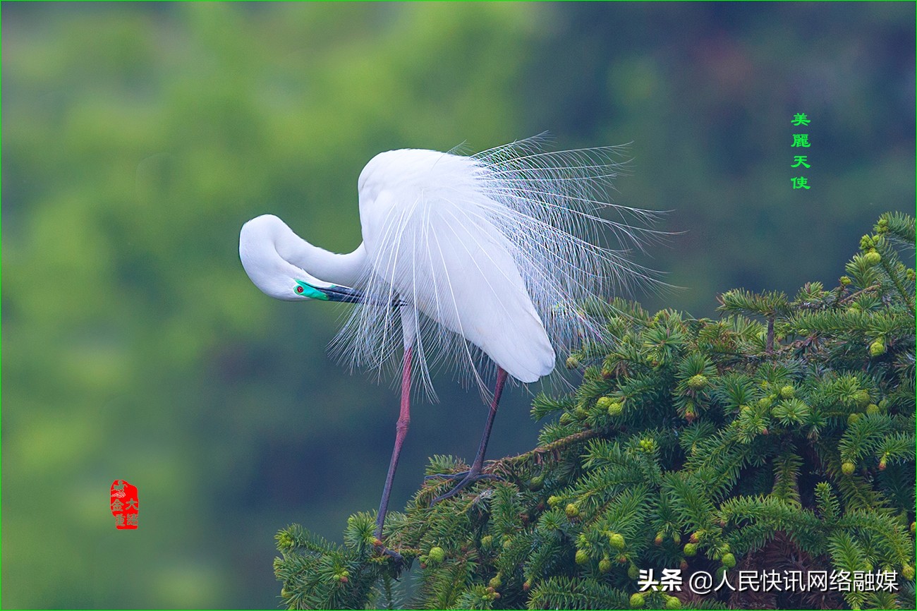 白衣天使大爱无疆的精神,白衣天使大爱无边完整版
