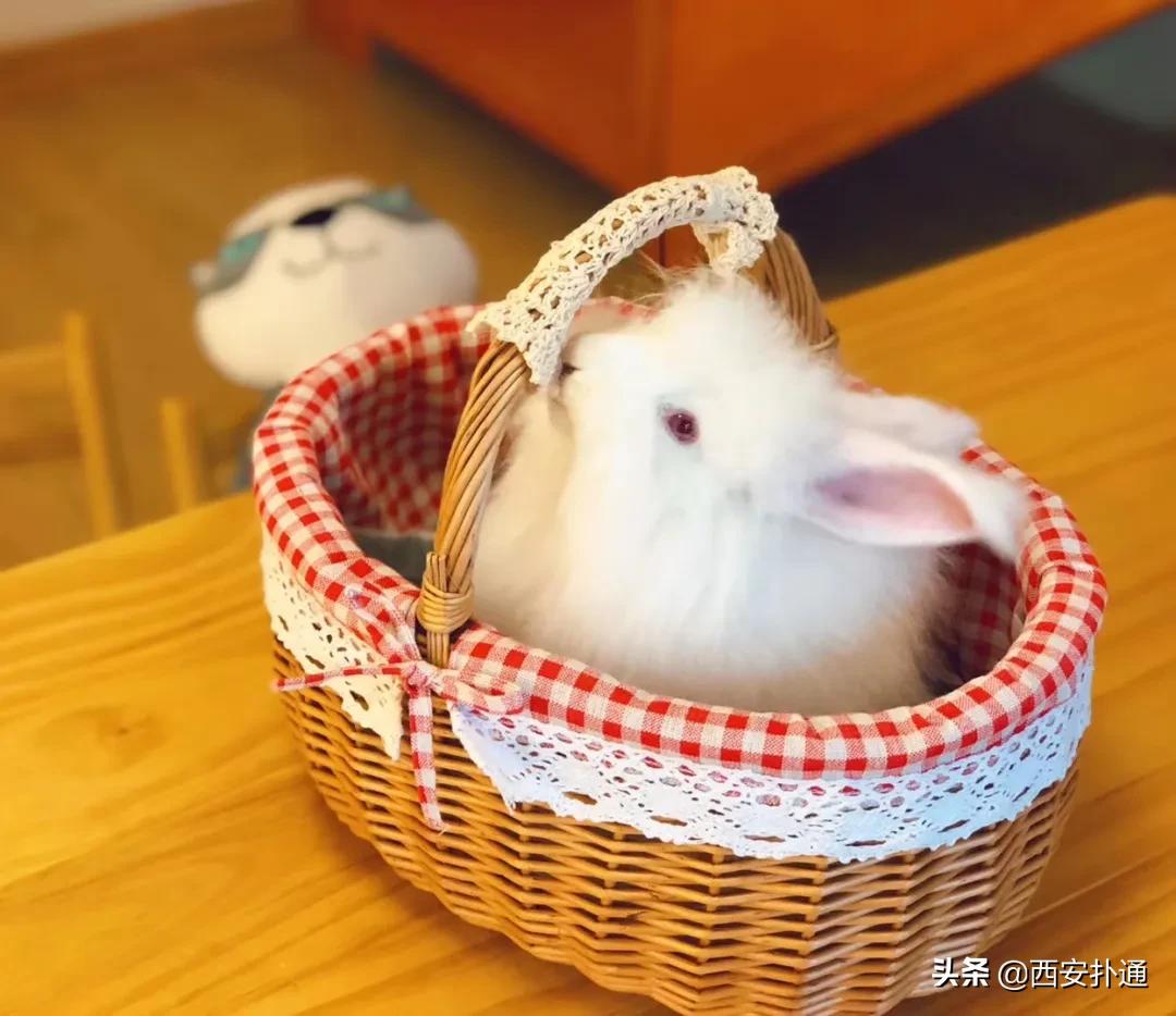 西安撸兔店,西安撸兔体验馆团购