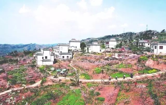 龙泉4大冷门赏桃线路出炉，向东60里遇见一座城市桃花源！