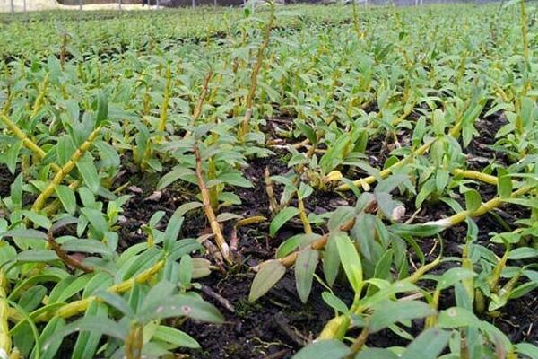 树上如何种植铁皮石斛,铁皮石斛能人工种植吗