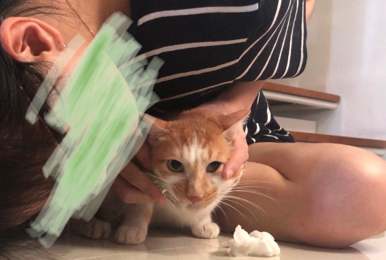 猫怎么刷牙正确方法,猫不想刷牙什么东西可以给猫刷牙