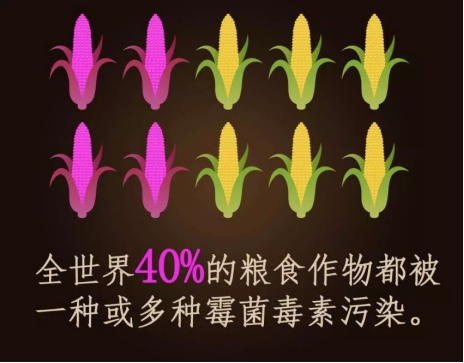 母猪霉菌毒素中毒症状和治疗,母猪怀孕期霉菌中毒怎么治疗