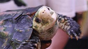 TSA这次聊的龟，连维基百科都没有完整介绍——苏拉威西白头龟