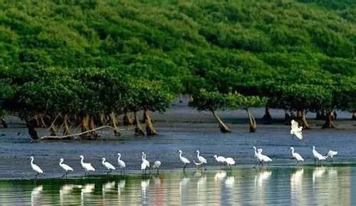 深圳鹏城花园,深圳市鹏城国际小区