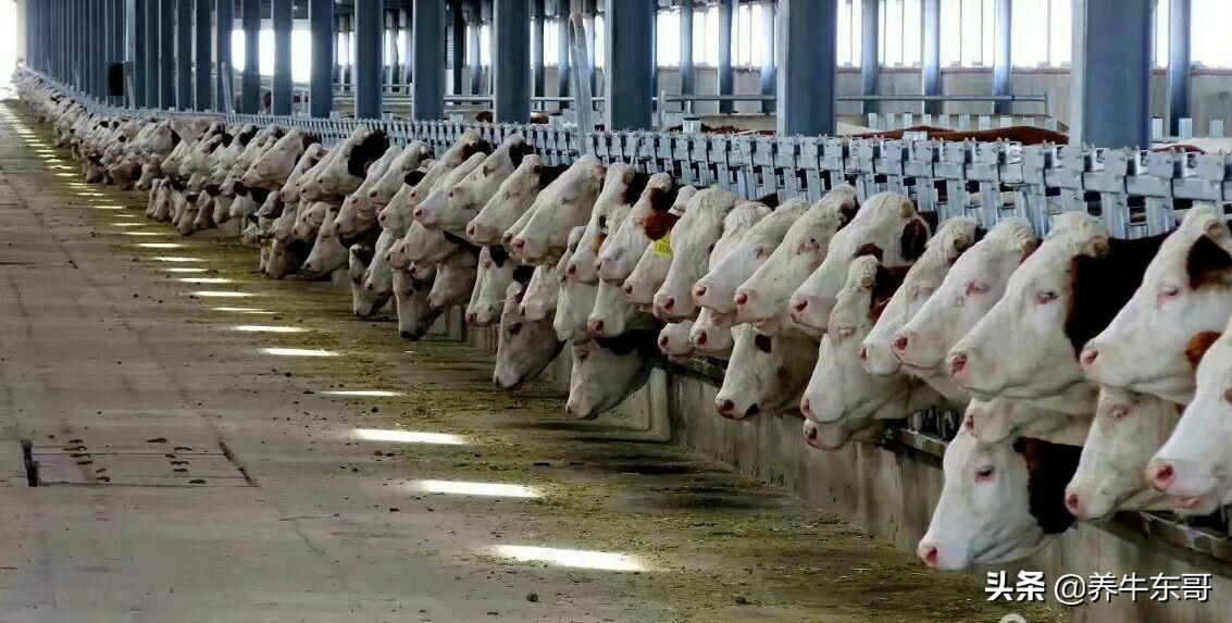 养牛场的管理,大型养牛场日常管理工作细节