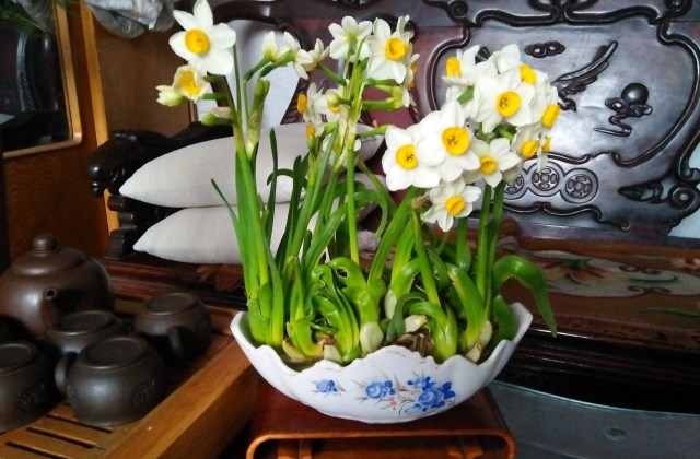 水仙花叶子发黄烂根倒伏怎么办,水仙花叶子发黄种球腐烂怎么救活