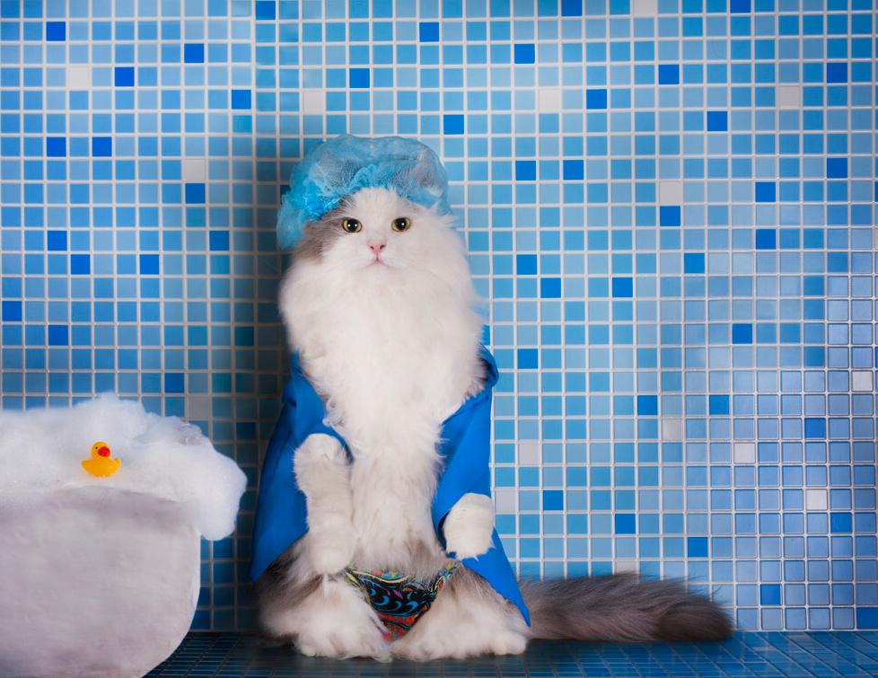 饲养猫咪必备的常用药品,怎么给猫咪饲养环境消毒