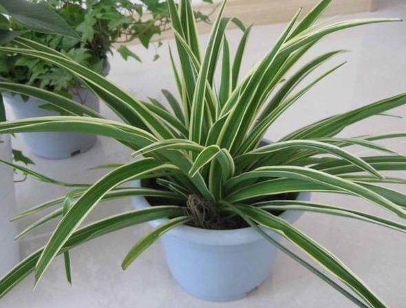 花草黄叶烂根怎么回事,养花草35年也不积水烂根黄叶