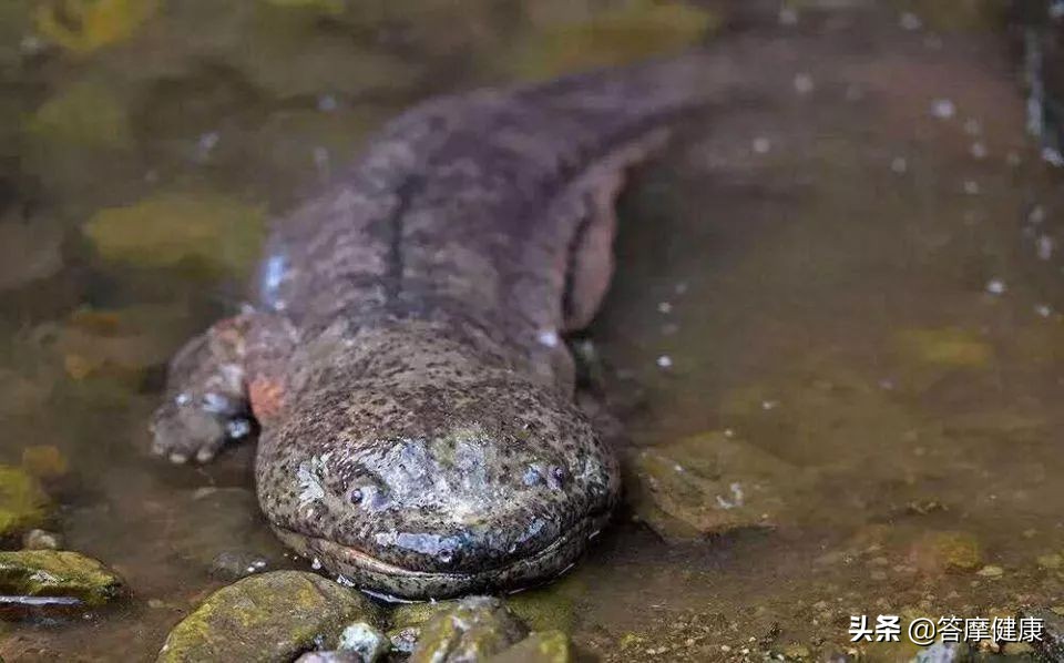 那些神秘的上古神兽真的存在吗,最新发现的上古神兽