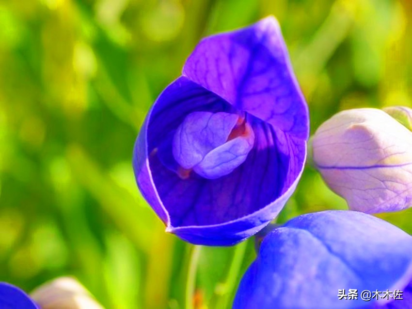 唯美桔梗花,草莓味的桔梗花