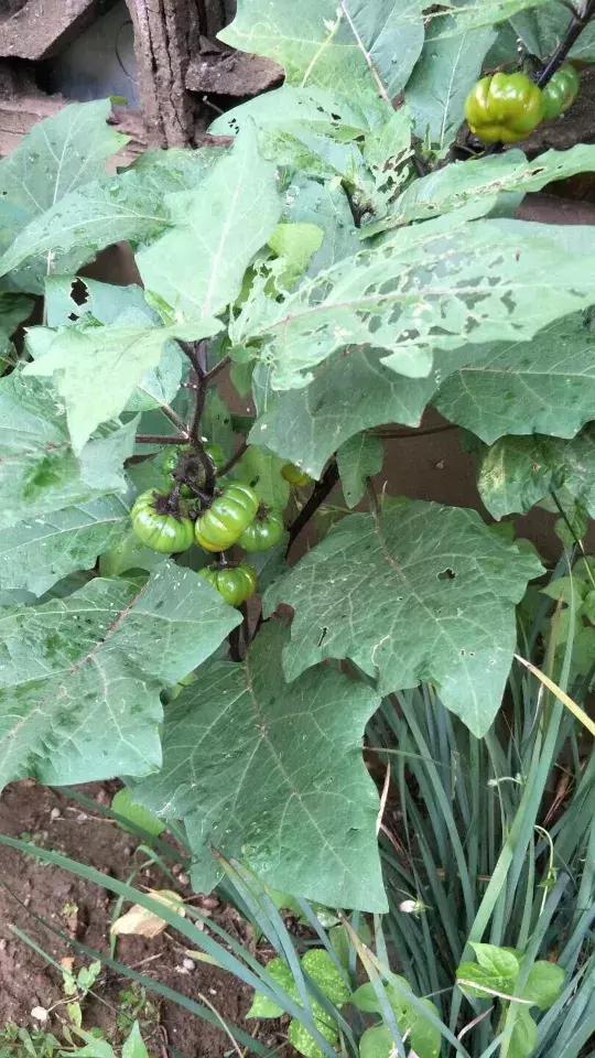 学会这个方法一个夏天不被蚊子咬,果树成熟了怎样防止鸟儿偷吃