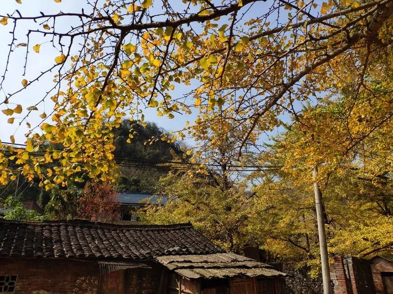 2月份去恭城看柿子,什么时候去恭城看柿子最好