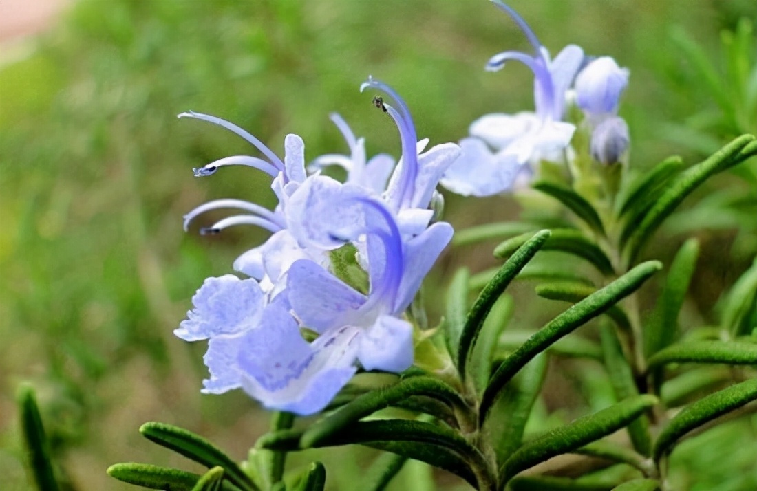 如何选择家中花卉植物盆栽,家庭常见的盆栽花卉的养护与管理
